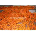 nueva zanahoria fresca de buena calidad